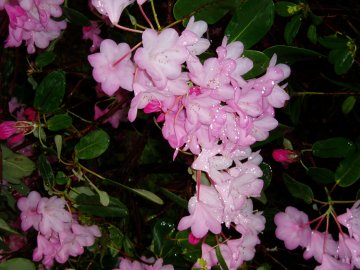 Rhododendron